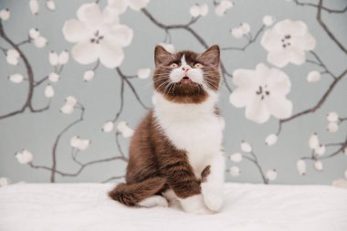 Güzel İngiliz Shorthair kedileri kamera için poz veriyor..