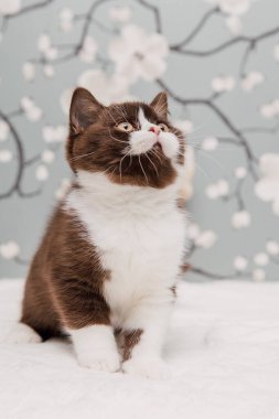 Güzel İngiliz Shorthair kedileri kamera için poz veriyor..