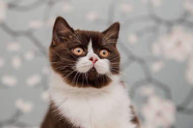 Güzel İngiliz Shorthair kedileri kamera için poz veriyor..