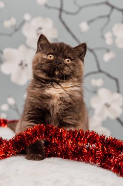 Güzel İngiliz Shorthair kedi yavrusu kameraya poz veriyor..