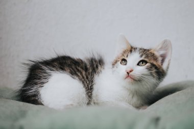 Güzel küçük bir kedinin portresi.