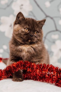 Güzel İngiliz Shorthair kedi yavrusu kameraya poz veriyor..