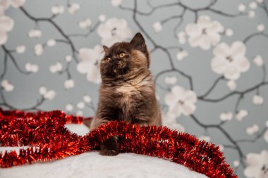 Güzel İngiliz Shorthair kedi yavrusu kameraya poz veriyor..