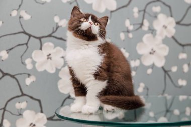 Güzel İngiliz Shorthair kedileri kamera için poz veriyor..