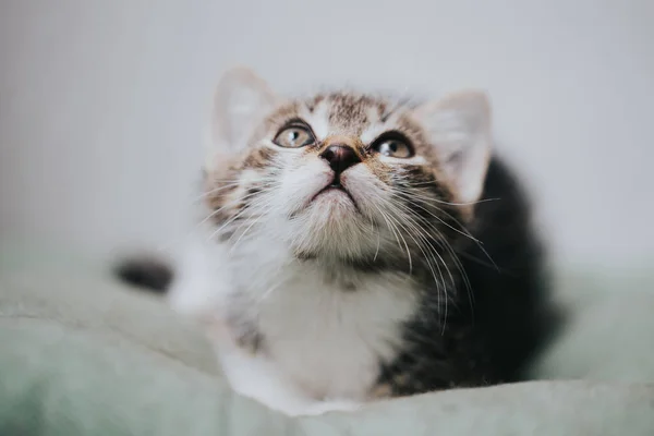 Portrait Beautiful Little Cat — Stock Photo, Image
