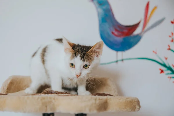 Adorable Cat Portrait Taken Indoors — Stock Photo, Image