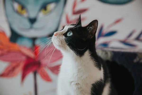 Adorable Retrato Gato Tomado Interiores — Foto de Stock