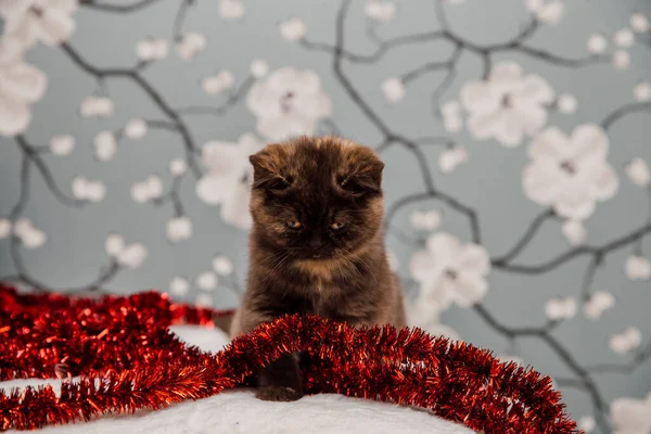 Beautiful British Shorthair Kitten Posing Camera Gainst Flower Background — Stock Photo, Image