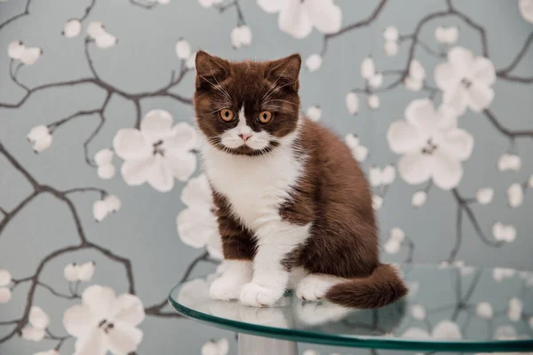 Mooie Britse Stenografisch Kittens Poseren Voor Camera Tegen Bloem Achtergrond — Stockfoto