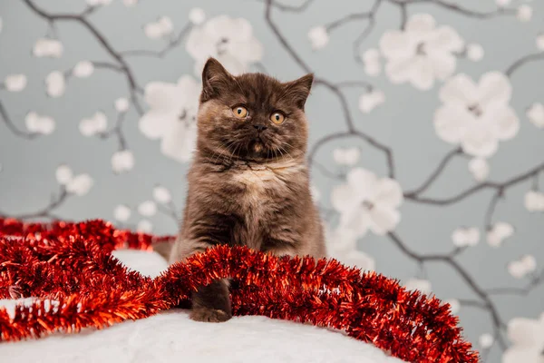 Mooie British Shorthair Kitten Poseren Voor Camera Tegen Bloem Achtergrond — Stockfoto