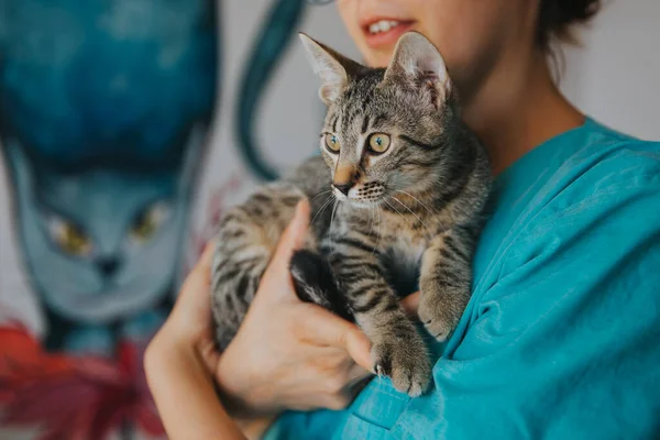 Entzückendes Katzenporträt Haus Aufgenommen — Stockfoto