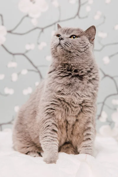 Bela Britânico Shorthair Gatinhos Posando Para Câmera Fundo Flores — Fotografia de Stock