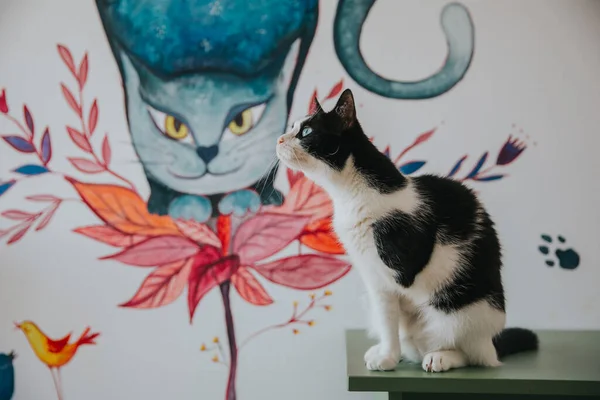Schattig Kattenportret Binnenshuis Genomen — Stockfoto