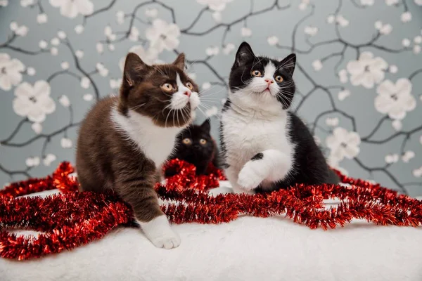 Hermosos Gatitos Británicos Taquigrafía Posando Para Cámara Fondo Flores —  Fotos de Stock