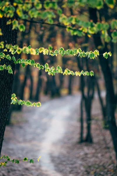 Bellissimi Alberi Della Foresta Che Fioriscono Primavera — Foto Stock