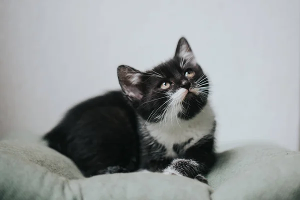 美しい猫の肖像 — ストック写真