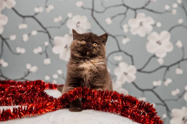 Piękne Brytyjski Krótkowzroczny Kotek Pozowanie Dla Aparat Gainst Kwiat Tło — Zdjęcie stockowe