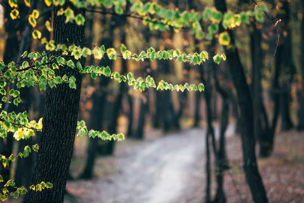 Prachtige Bosbomen Bloeien Het Voorjaar — Stockfoto