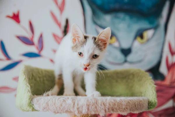 Adorable Cat Portrait Taken Indoors — Stock Photo, Image