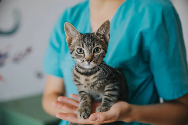 İçeride çekilmiş sevimli kedi portresi..