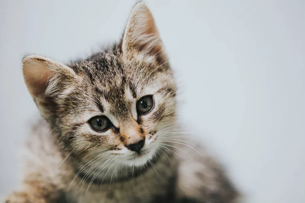 Portret Pięknego Kotka — Zdjęcie stockowe