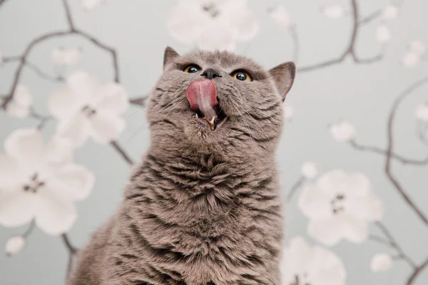 Bela Britânico Shorthair Gatinhos Posando Para Câmera Fundo Flores — Fotografia de Stock