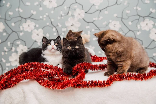 Hermosos Gatitos Británicos Taquigrafía Posando Para Cámara Fondo Flores —  Fotos de Stock