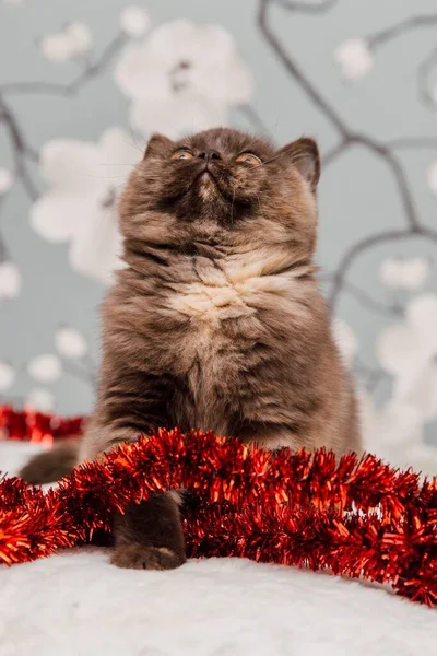 Güzel İngiliz Shorthair kedi yavrusu kameraya poz veriyor..