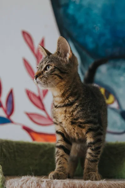 Retrato Gato Adorável Tomado Dentro Casa — Fotografia de Stock