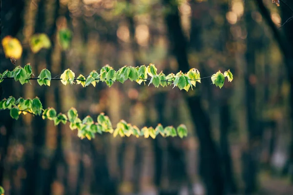 Lkbaharda Açan Güzel Orman Ağaçları — Stok fotoğraf
