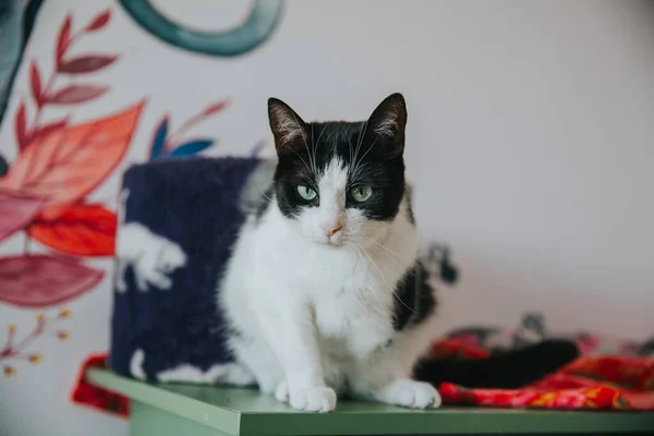 Adorable Cat Portrait Taken Indoors — Stock Photo, Image