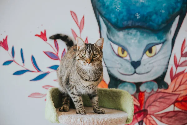 Schattig Kattenportret Binnenshuis Genomen — Stockfoto