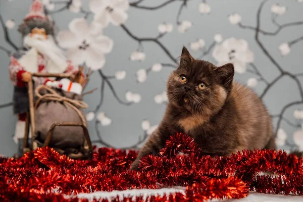 Bella Britannica Shorthair Gattino Posa Macchina Fotografica Fiore Sfondo — Foto Stock