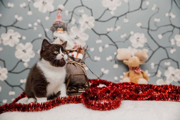 Bella Britannica Shorthair Gattino Posa Macchina Fotografica Fiore Sfondo — Foto Stock