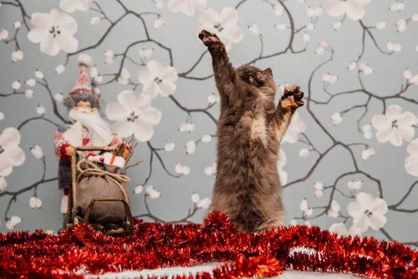 Beautiful British Shorthair Kitten Posing Camera Gainst Flower Background — ストック写真