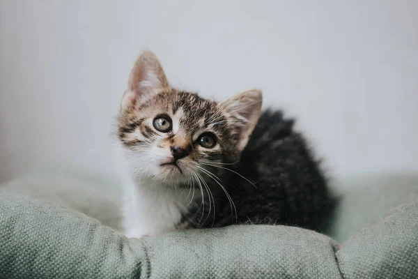 Portrait Beautiful Little Cat — Stock Photo, Image