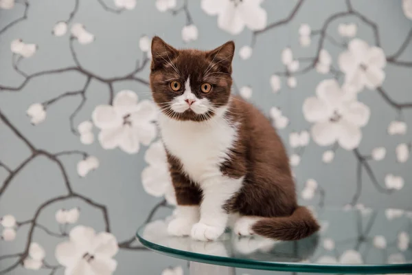 Mooie Britse Stenografisch Kittens Poseren Voor Camera Tegen Bloem Achtergrond — Stockfoto