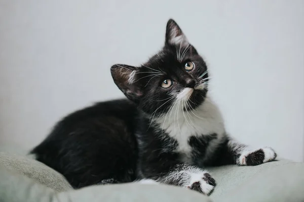 Porträt Der Schönen Kleinen Katze — Stockfoto