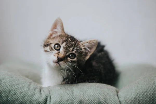 Portrait Beautiful Little Cat — Stock Photo, Image