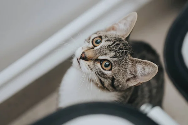 Retrato Gato Adorável Tomado Dentro Casa — Fotografia de Stock