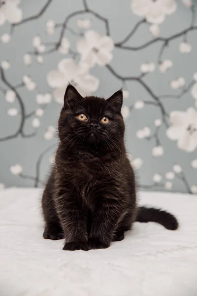 Hermosos Gatitos Británicos Taquigrafía Posando Para Cámara Fondo Flores — Foto de Stock