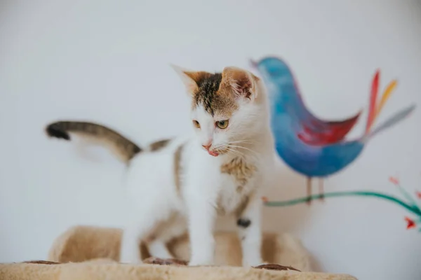 Adorable Cat Portrait Taken Indoors — Stock Photo, Image