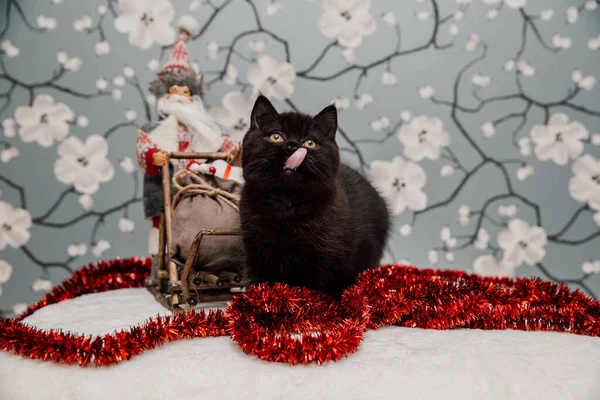 Bella Britannica Shorthair Gattino Posa Macchina Fotografica Fiore Sfondo — Foto Stock