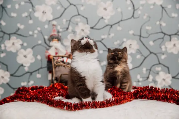 Hermosos Gatitos Británicos Taquigrafía Posando Para Cámara Fondo Flores —  Fotos de Stock