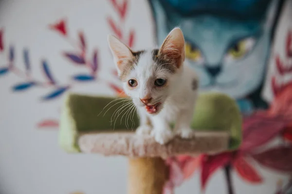 Adorable Cat Portrait Taken Indoors — Stock Photo, Image