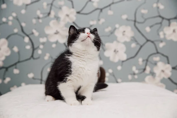 Британские Котята Shorthair Позируют Камеры Цветочном Фоне — стоковое фото