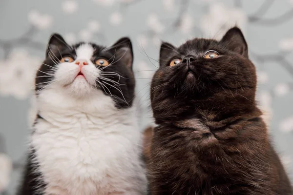 Mooie Britse Stenografisch Kittens Poseren Voor Camera Tegen Bloem Achtergrond — Stockfoto