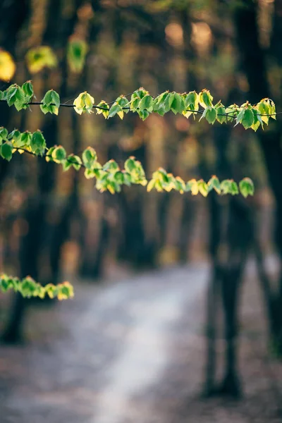 春に咲く美しい森 — ストック写真