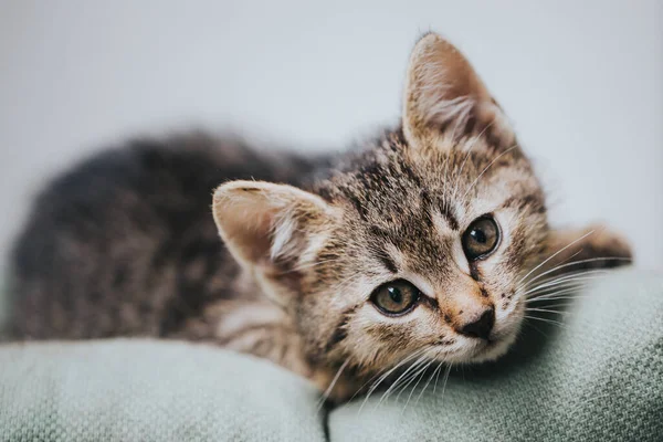 Porträtt Vacker Liten Katt — Stockfoto