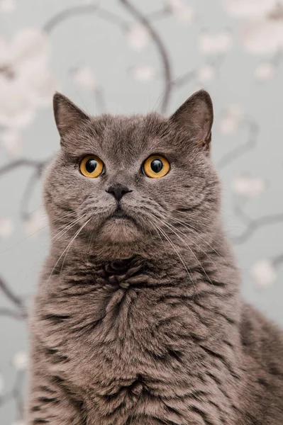 Beautiful British Shorthair Kittens Posing Camera Gainst Flower Background — Stock Photo, Image